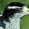 Goshawk