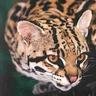 Ocelot