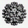 Capsid
