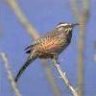 Cactus Wren