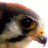 Kestrel